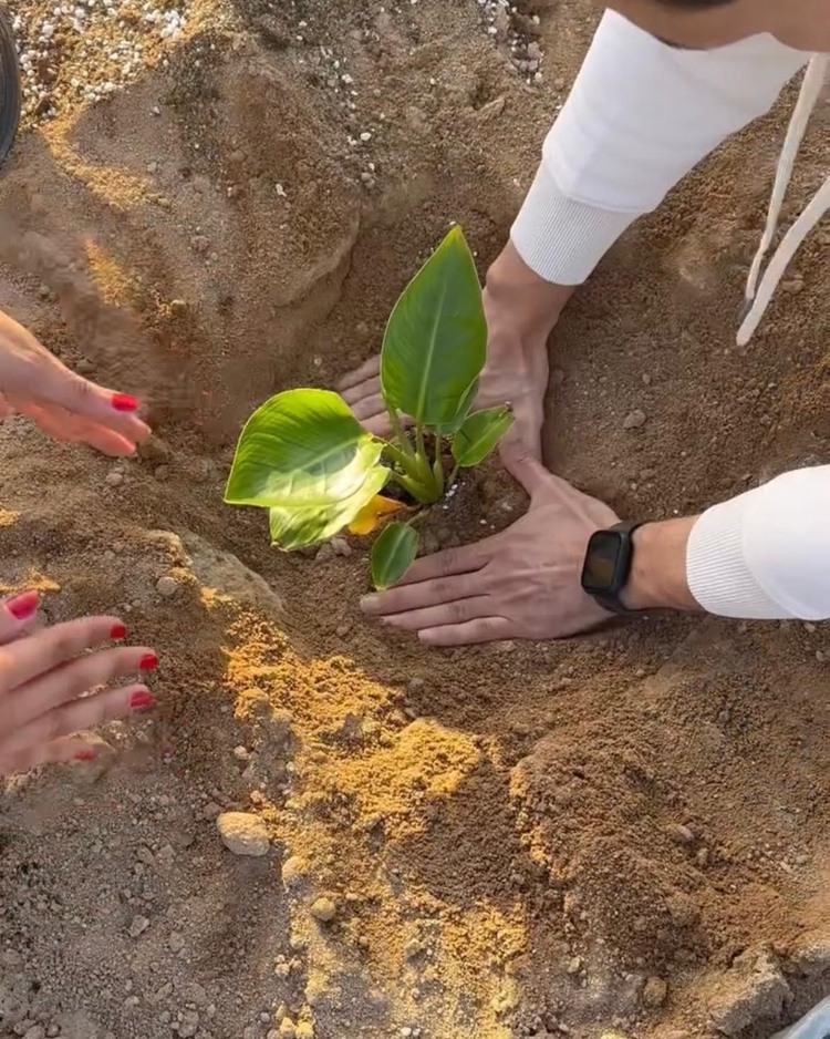 plant trees 1.jpeg