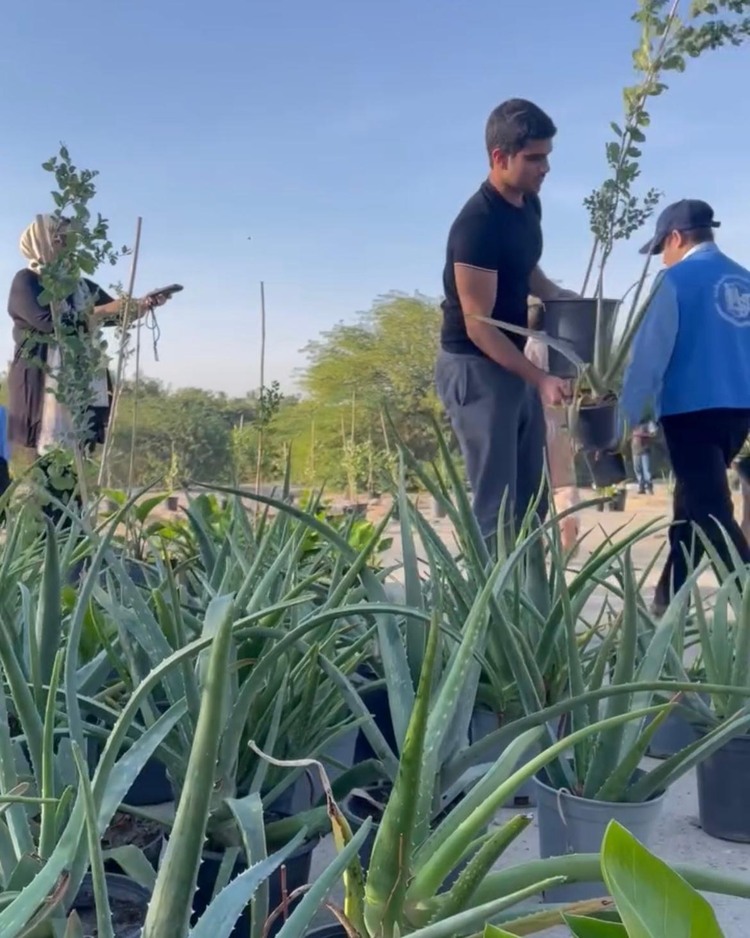 plant trees 3.jpeg
